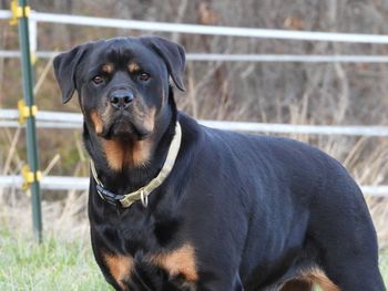 Portrait of black dog