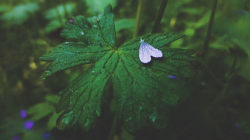 Close-up of raindrops on leaf