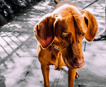 Dog looking away