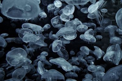 Close-up of jellyfish in sea