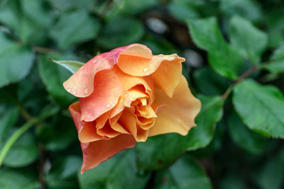 Close-up of rose against blurred background