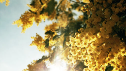 Low angle view of tree against sky