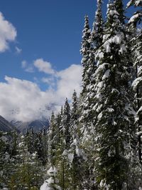 Low angle view of snow covered tree against sky