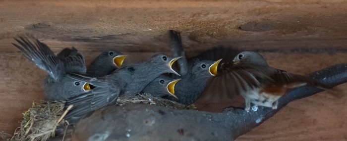 Close-up of young birds in nest