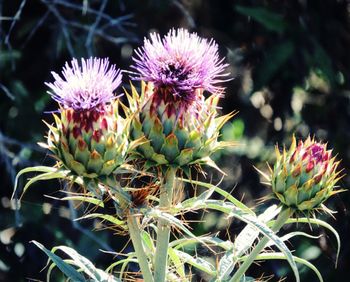 Close-up of thistle flowers