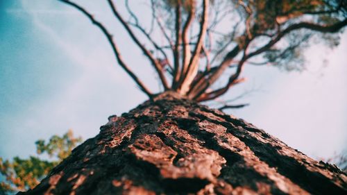 Low angle view of tree trunk against sky