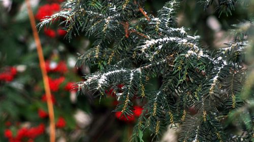 Close-up of christmas tree