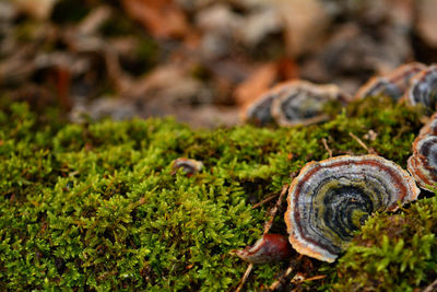 Close-up of mushroom on moss covered tree 