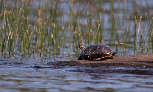 Duck swimming in lake