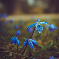 blue
