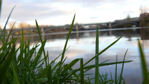 Close-up of grass by lake against sky