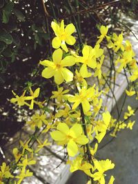 Close-up of yellow flowers blooming outdoors