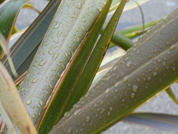 Close-up of wet plant leaves during rainy season