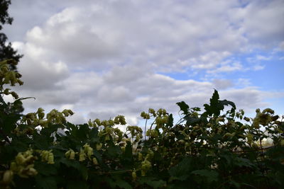 Plants growing on field against cloudy sky