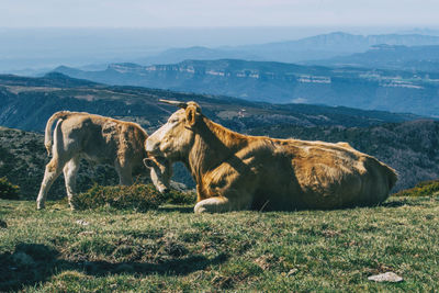 Horses in a field