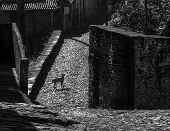 View of dog in alley amidst buildings