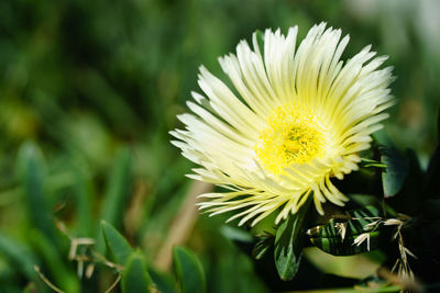 Close-up of yellow flowering plant