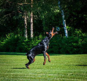 Black dog running on grass