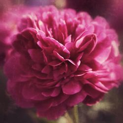Close-up of pink flowers