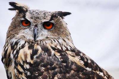 Close-up portrait of eagle owl against sky