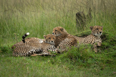 Cheetah lies with two cubs on mound