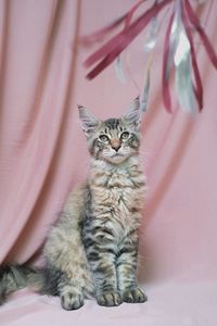 Portrait of cat relaxing at home