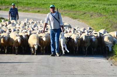 Full length of shepherd with flock of sheep on road