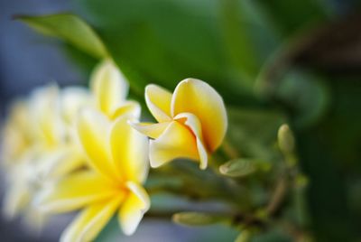 Close-up of yellow flowering plant