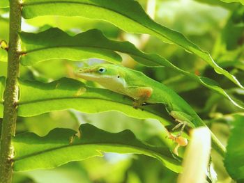 Close-up of lizard on plant