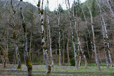 Trees in forest against sky