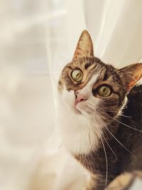 Close-up portrait of a cat