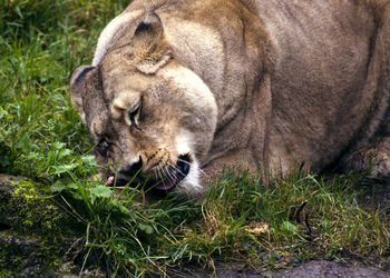 View of lion in zoo