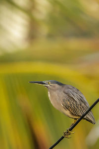 Close-up of bird perching