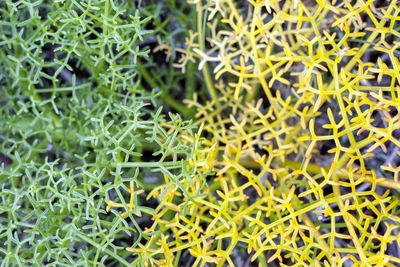 Full frame shot of succulent plant