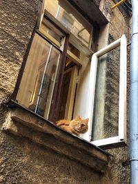 Cat looking through window of house