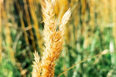 Close-up of wheat growing on field