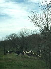 Bare trees on grassy field against cloudy sky