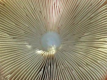 Low angle view of leaf