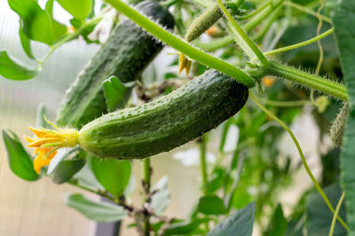 Young plant cucumber with yellow flowers ripen in the greenhouse. concept of organic home eco food.