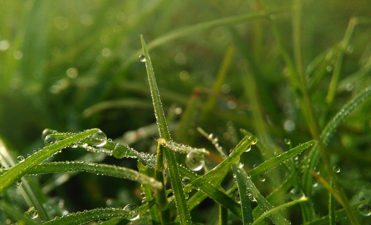 Grass party