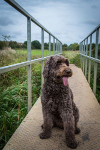 Portrait of dog sitting on bridge railing against sky