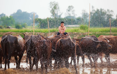 Boy sitting on buffalo at farm during rainy season