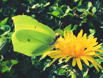 Close-up of insect on yellow flower