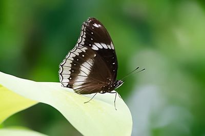 Close-up of butterfly perching on leaf