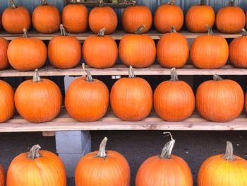 Pumpkins on shelves for sale at market stall