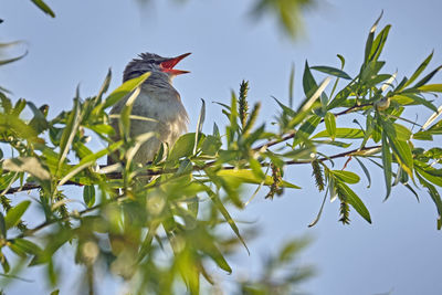 Low angle view of bird perching on branch