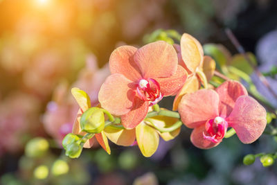 Close-up of pink flowering plant