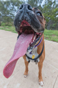 Close-up of a dog