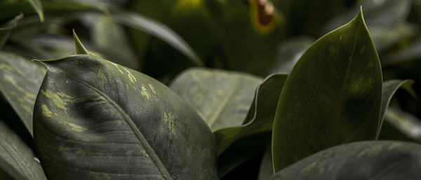 Close-up of leaves