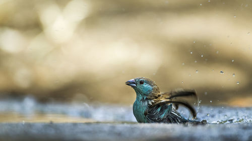 Close-up of bird perching on a lake